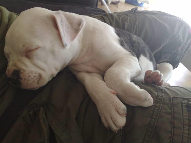 Amerikansk bulldog Buster ( Hvil i Fred ) billede 6