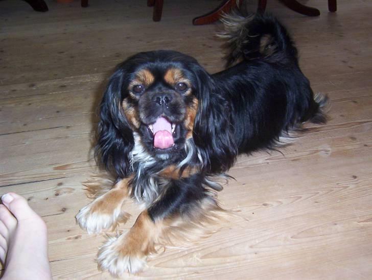 Blanding af racer Pippi - hun bliver også træt. (= billede 14