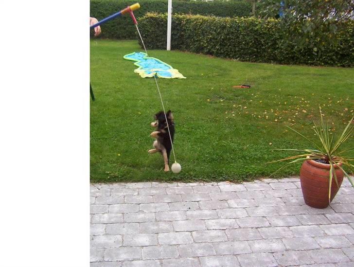 Blanding af racer Pippi - hun er meget legesyg, og her kan dun endda stå på et ben, billede 15