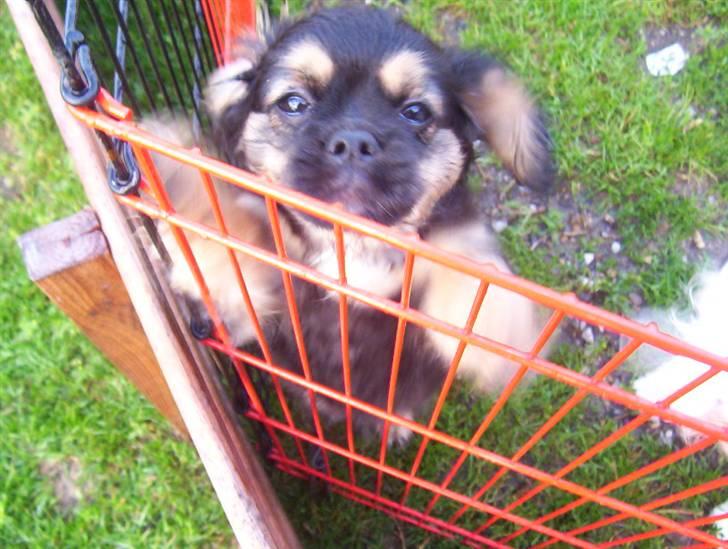 Blanding af racer Pippi - her har vi ikke fået hende endnu, for hun var for lille, så vi var ude og se hende. billede 16