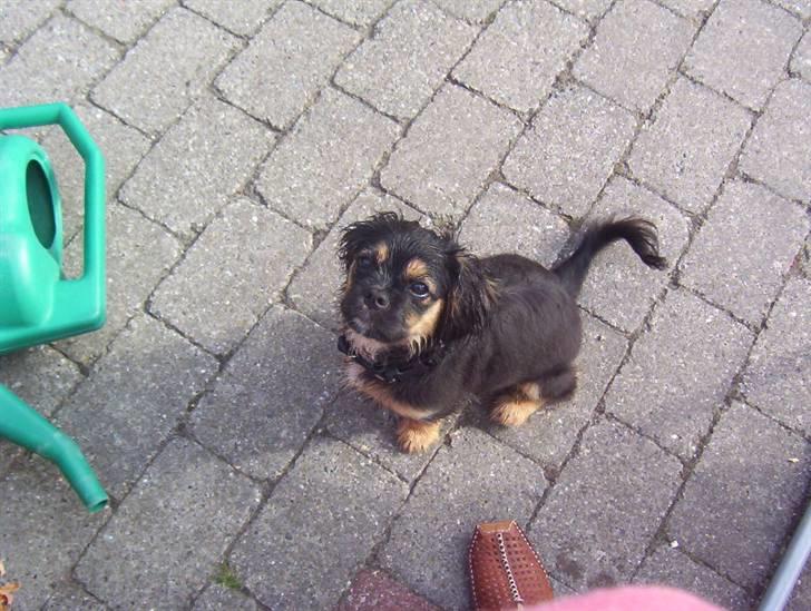 Blanding af racer Pippi - her har hun lige været i bad billede 17