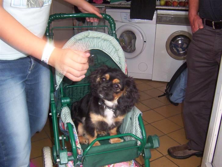 Blanding af racer Pippi - man kan få hende til alt uden hun bliver sur eller agrasiv. selvom hun nu godt kunne lide, at prøve at sidde i sådan en dukke barnevogn. billede 18