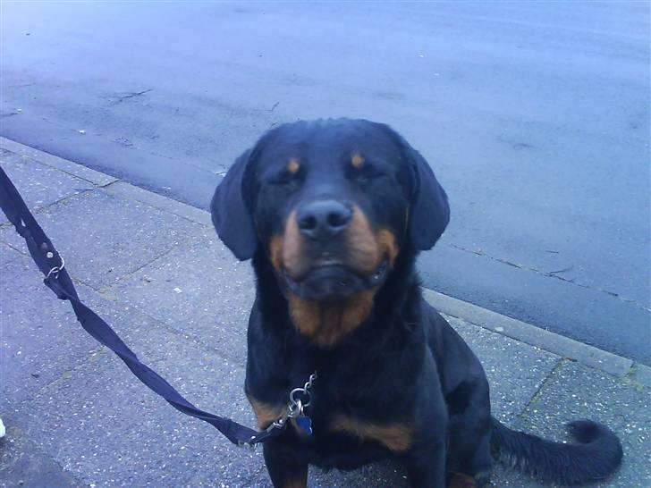 Rottweiler Ratata billede 5