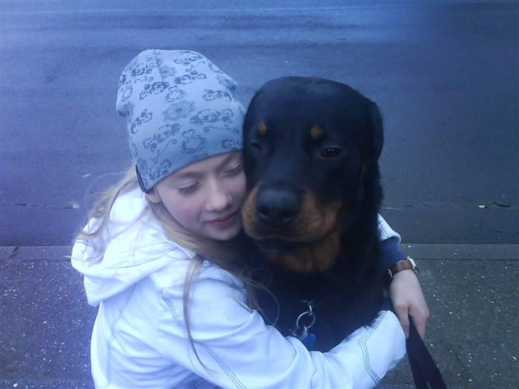 Rottweiler Ratata billede 6