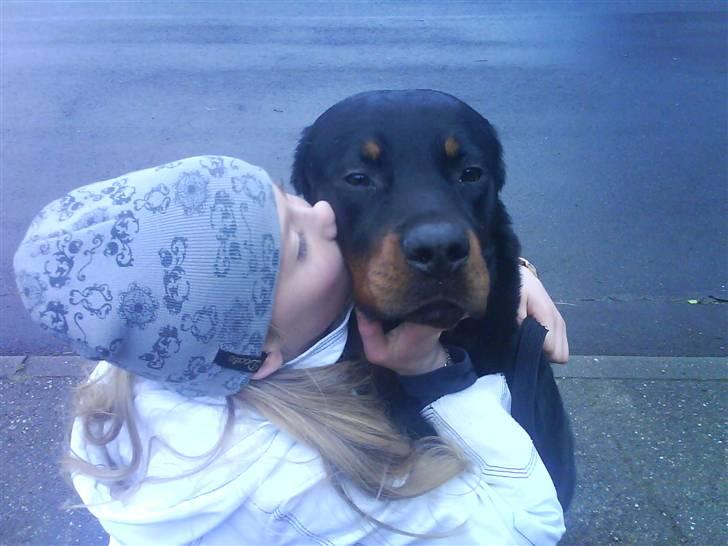 Rottweiler Ratata billede 7