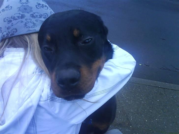 Rottweiler Ratata billede 8