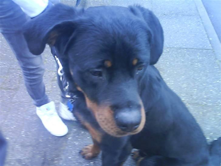 Rottweiler Ratata billede 9