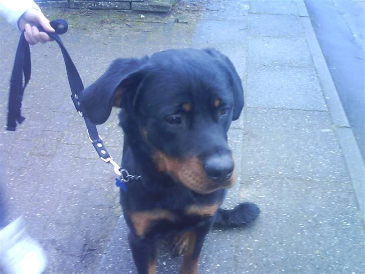 Rottweiler Ratata billede 10