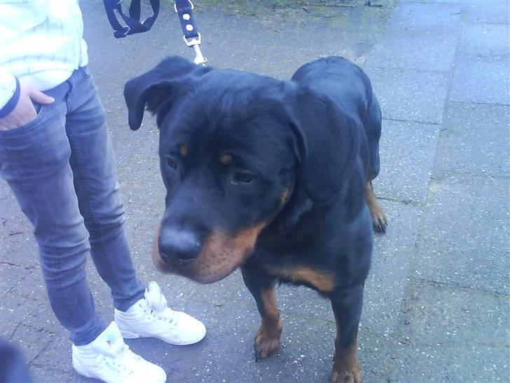 Rottweiler Ratata billede 11