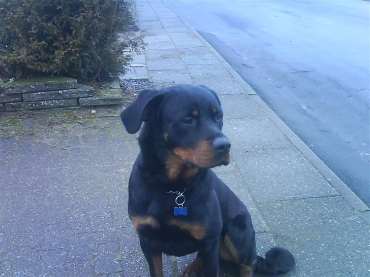 Rottweiler Ratata billede 12