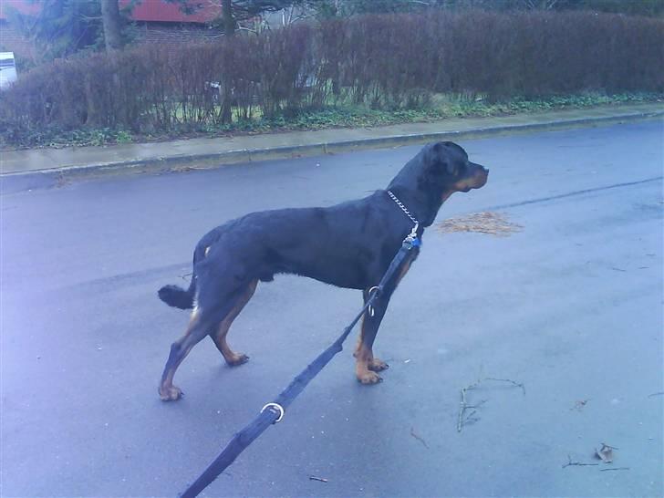 Rottweiler Ratata billede 13