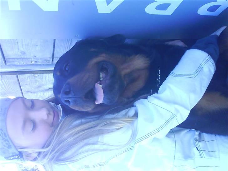 Rottweiler Ratata billede 14