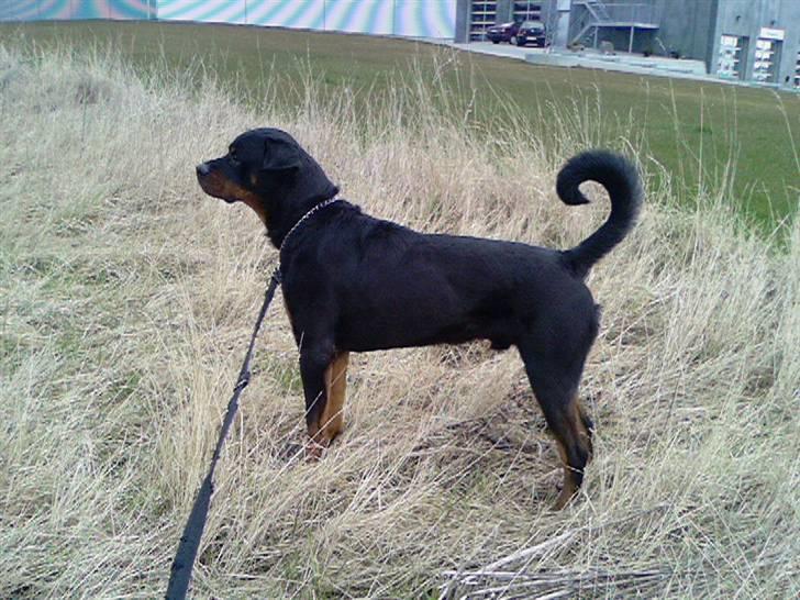 Rottweiler Ratata billede 15