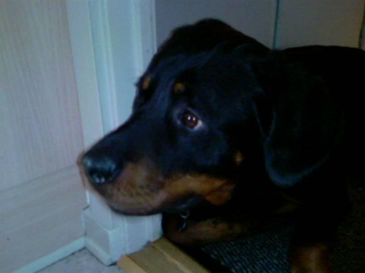 Rottweiler Ratata billede 16