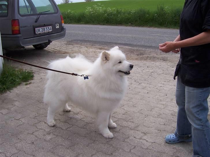 Samojedhund Buddy  - Hvor blev jeg fin efter baddet billede 12