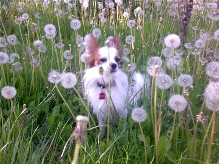 Papillon Panda [Himmelhund 2018]  - "Mælkebøttehunden" Panda billede 19