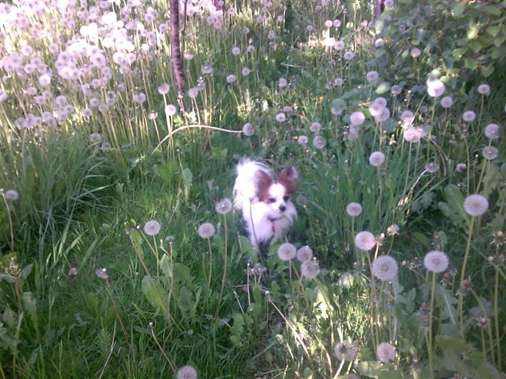 Papillon Panda [Himmelhund 2018]  - Det er jo en hel urskov! billede 20