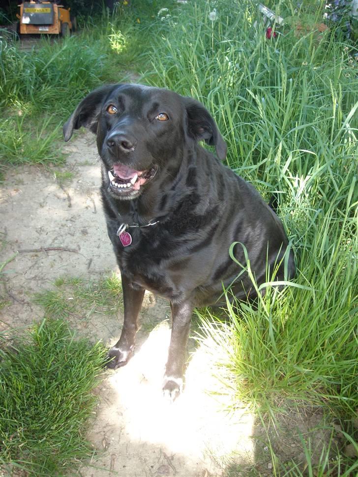 Labrador retriever /blanding Rie<3 - er jeg ikke sød billede 11
