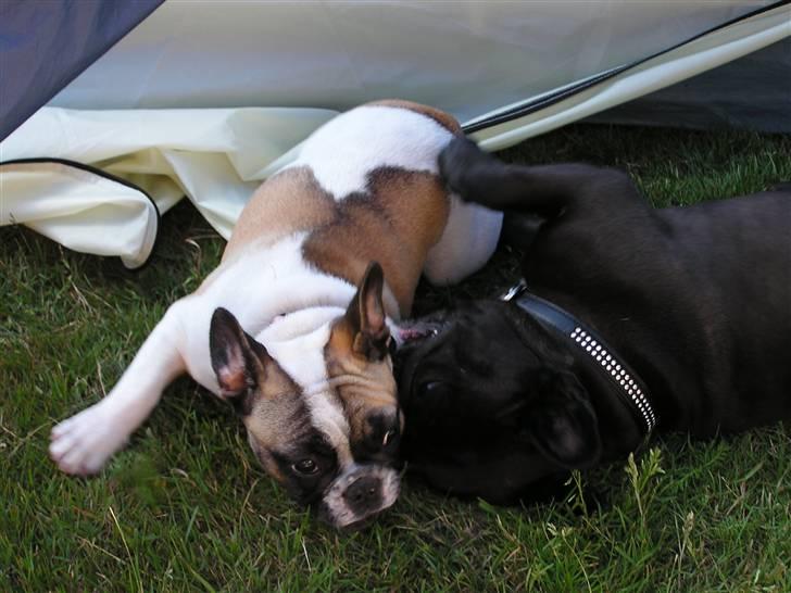 Fransk bulldog chanel - chateau og chanel hygger billede 16