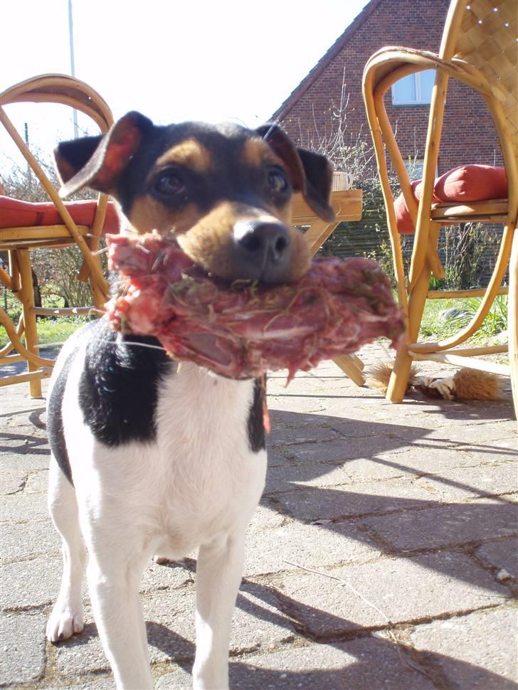 Dansk svensk gaardhund Sola billede 12