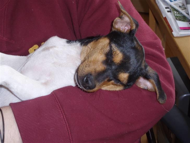 Dansk svensk gaardhund Sola billede 14