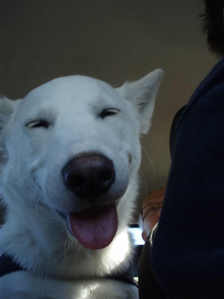 Blanding af racer Pure billede 7