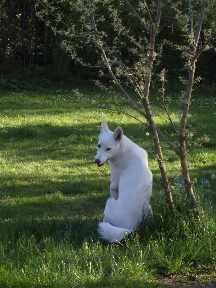 Blanding af racer Pure billede 8