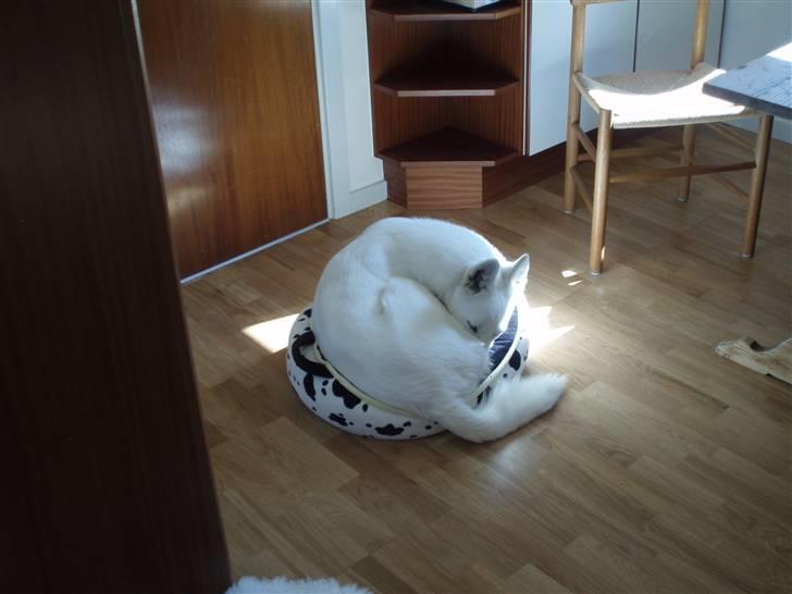 Blanding af racer Pure billede 9