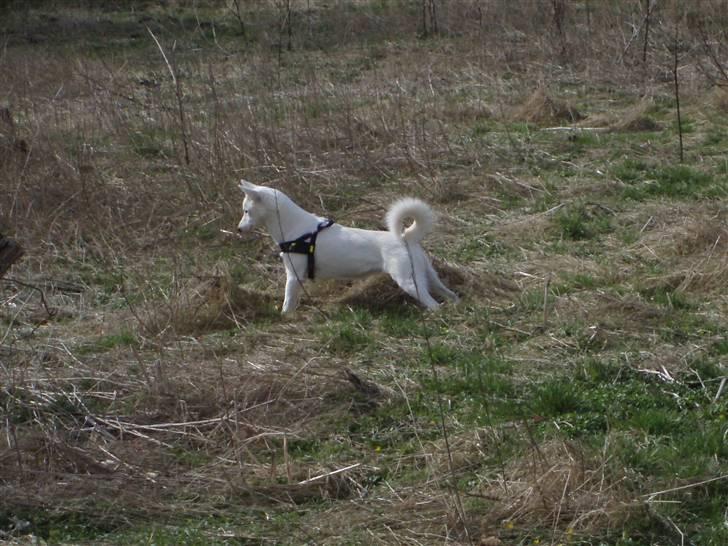 Blanding af racer Pure billede 10