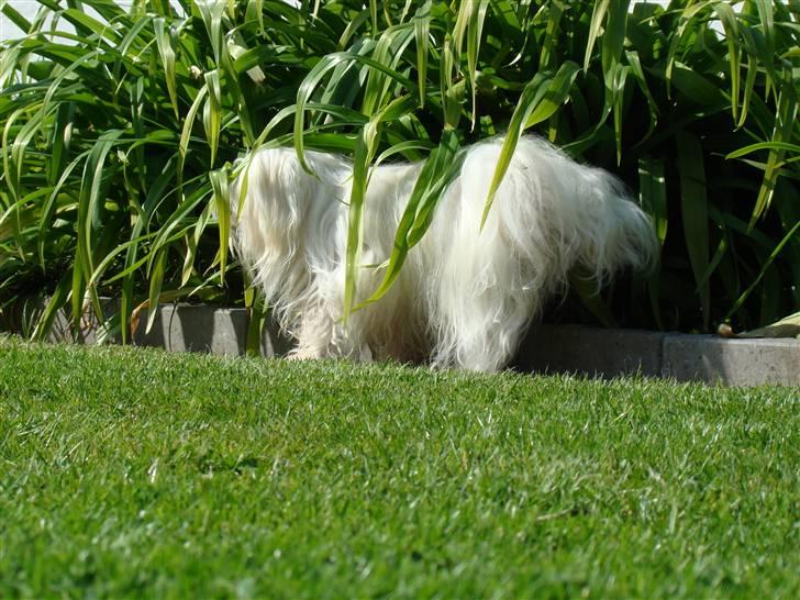 Malteser malthe - det er ikke mig der er lille, men planten der er stor.........tak for at du kiggede i min profil billede 11