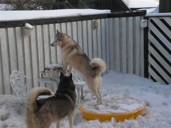 Siberian husky Quatro - Hvem der bare kunne komme ud og jagte katte ! billede 2