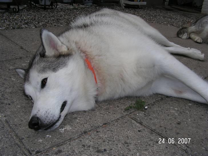 Siberian husky Quatro - Nyder livet billede 3