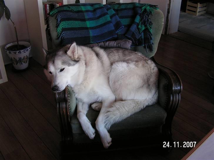 Siberian husky Quatro - En gang imellem hugger jeg min mors lænestol. billede 4
