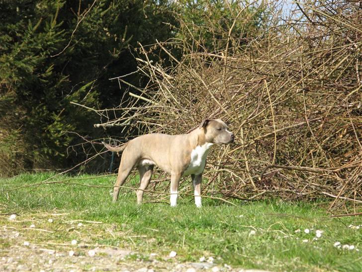 Amerikansk staffordshire terrier Afroditte billede 19