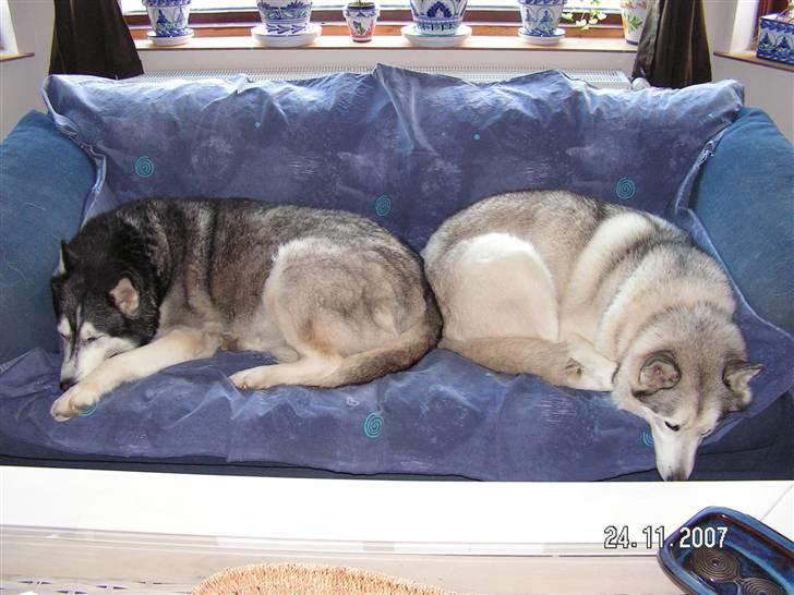 Siberian husky Quatro - Her er jeg med min sambo, Moe billede 5