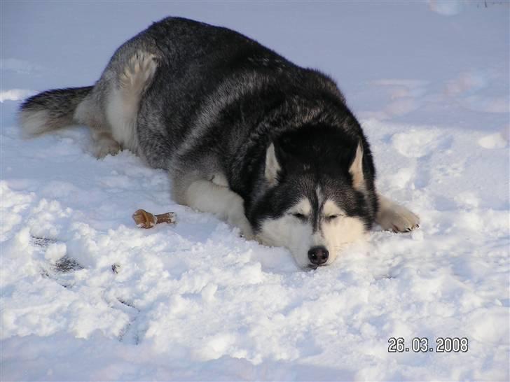 Siberian husky Moe  -  R.I.P 21/5-2009 - Den danske sne er bedre en den varme sol på Mallorca  billede 1