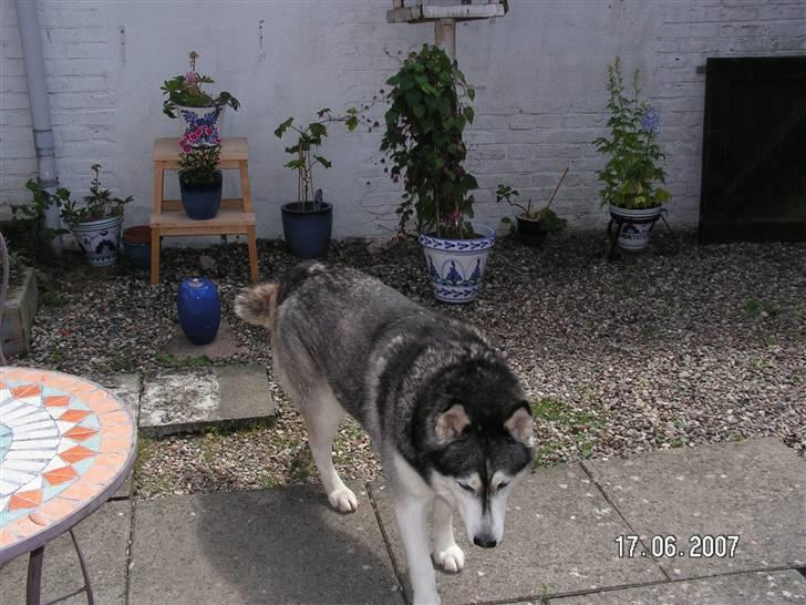 Siberian husky Moe  -  R.I.P 21/5-2009 - Jeg nyder livet i min gårdhave billede 2
