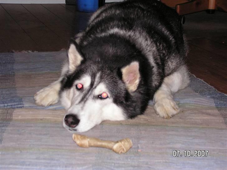 Siberian husky Moe  -  R.I.P 21/5-2009 - Jeg vogter over mit tyggeben billede 3