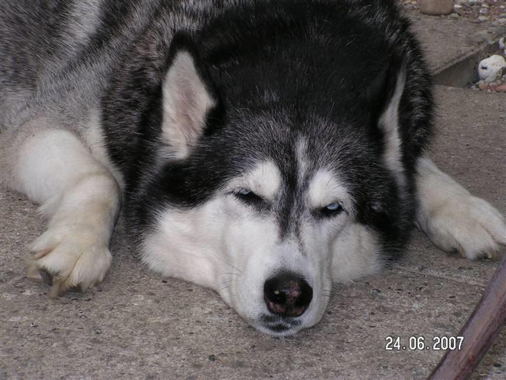 Siberian husky Moe  -  R.I.P 21/5-2009 - Jeg rævesover billede 4