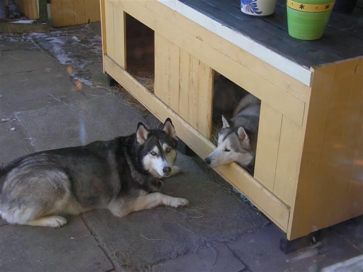 Siberian husky Moe  -  R.I.P 21/5-2009 - Her er jeg sammen med min sambo, Quatro billede 5