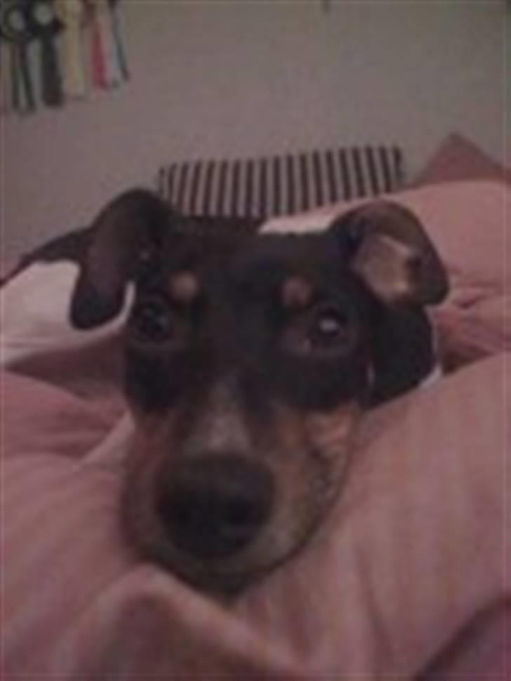 Dansk svensk gaardhund Bella Aya billede 6