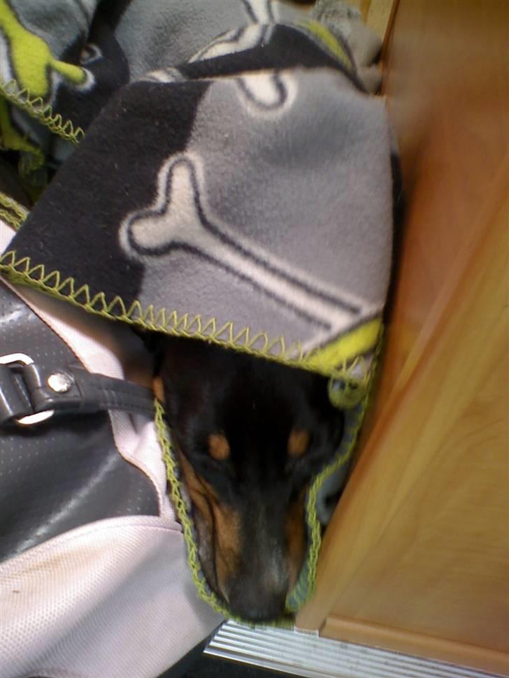 Dansk svensk gaardhund Bella Aya billede 8