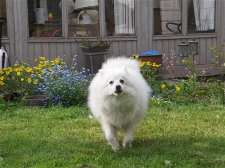 Japansk spids Rina R.I.P min søde - 17.05.08 gammel ? iikke mig - se hvor jeg løber billede 12