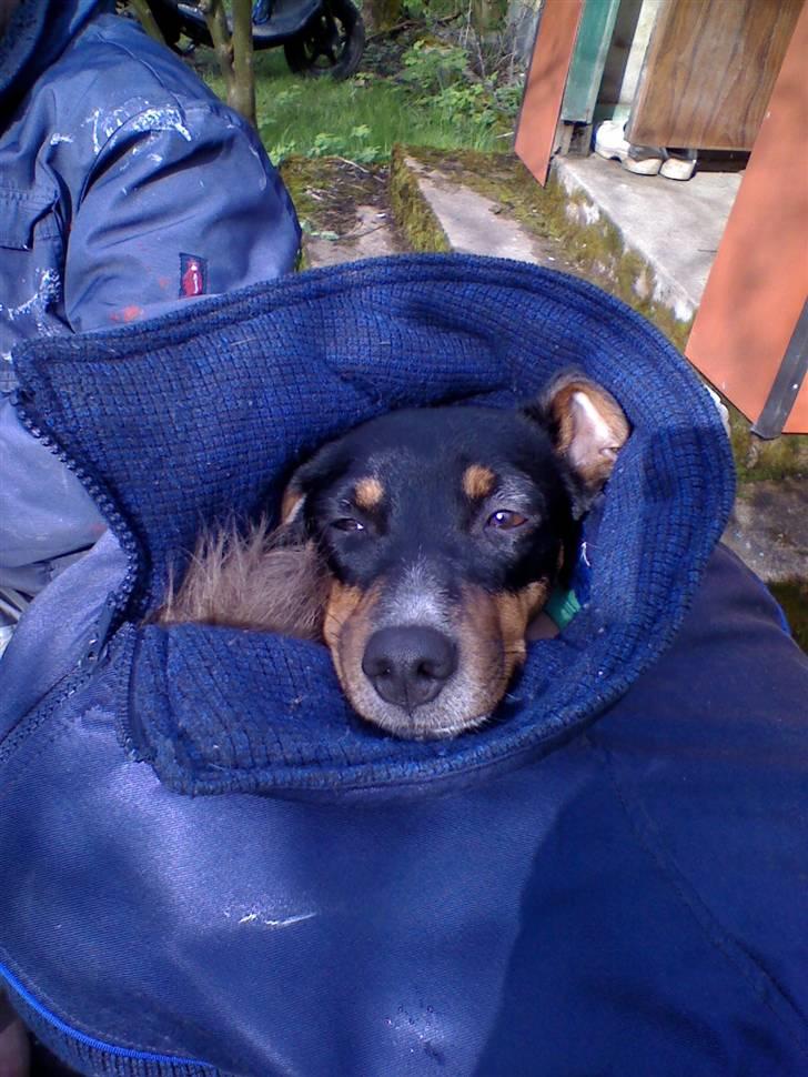 Dansk svensk gaardhund Bella Aya billede 11