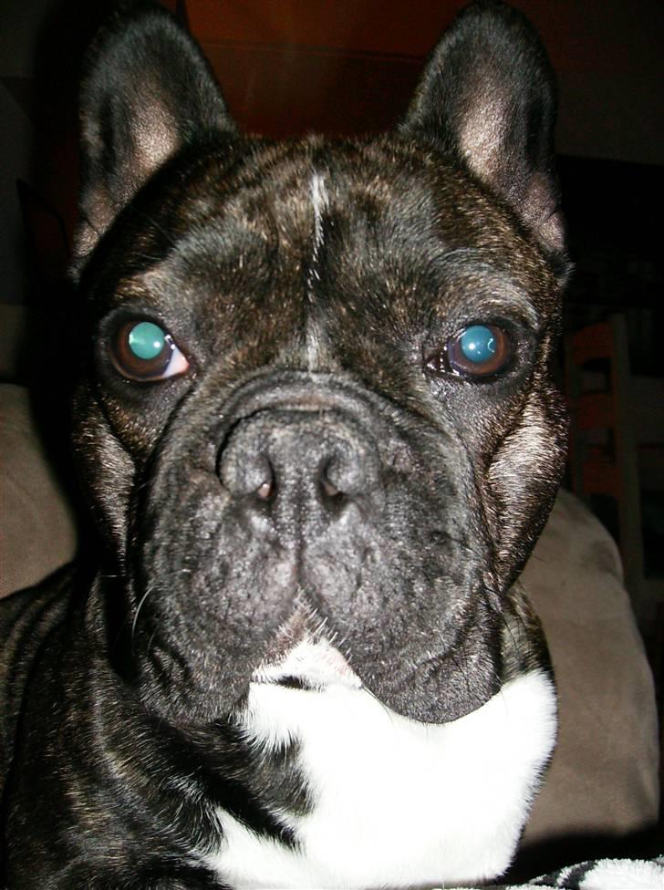 Fransk bulldog gangster - Hygger ude ved Rikke 20 April 2008 billede 18