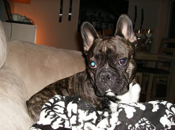 Fransk bulldog gangster - Jeg er da en lækker foto model :) 20 April 2008 billede 19