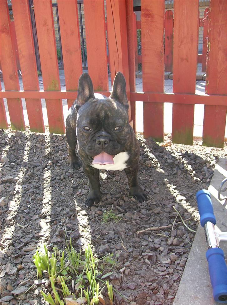 Fransk bulldog gangster - Skønnnnnnne vejr !!!!!!!!   20 April 2008 billede 20