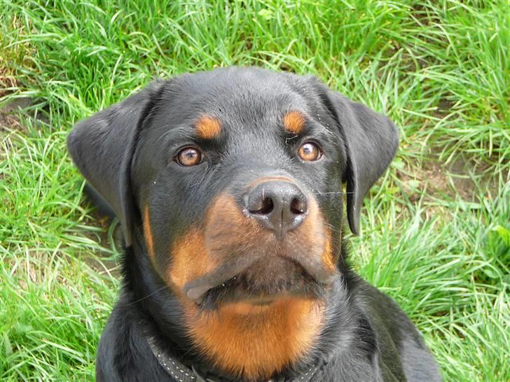 Rottweiler house of chaiyos basse    *RIP 2009* - Er jeg ikke flot ? billede 1