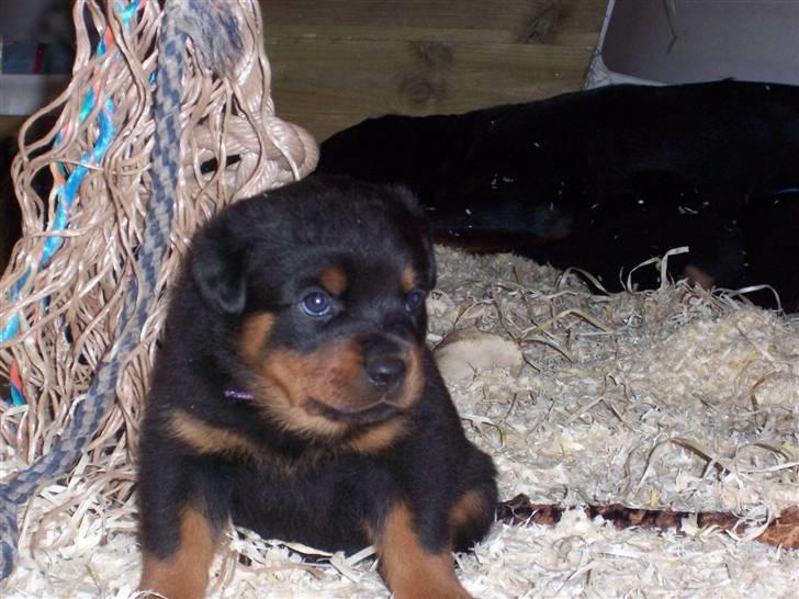 Rottweiler house of chaiyos basse    *RIP 2009* billede 2