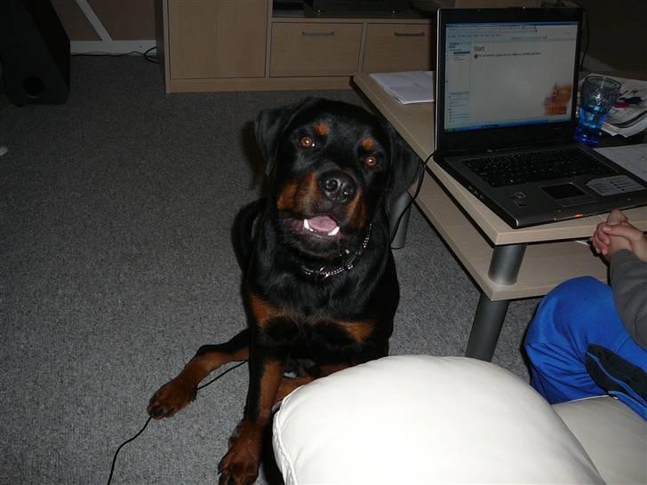 Rottweiler house of chaiyos basse    *RIP 2009* - Er jeg på igen. knipset d 091008 billede 3